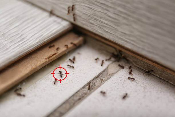 Best Pest Control Cost  in Woodland Park, NE