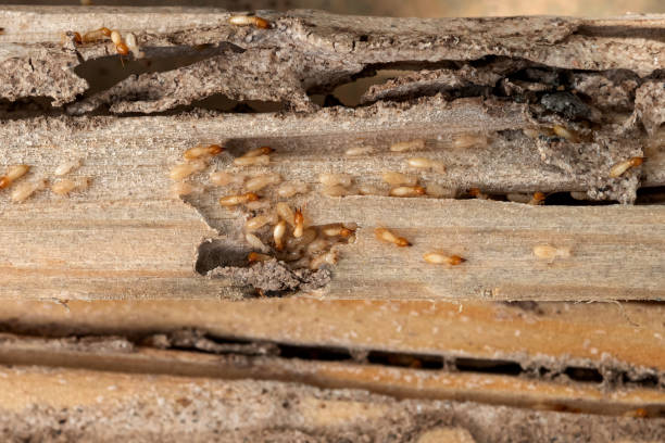 Reliable Woodland Park, NE Pest Control Solutions